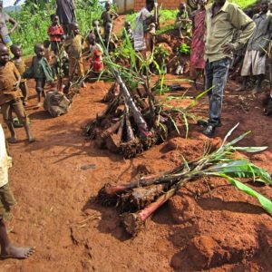 Anbau von Obstbäumen – Video aus Burundi